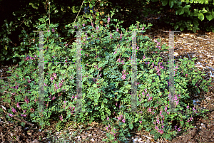 Picture of Indigofera pseudotinctoria 