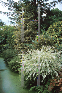 Picture of Salix integra 'Hakuro Nishiki'