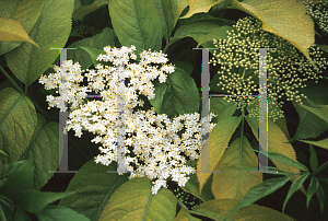 Picture of Sambucus canadensis 'Aurea'