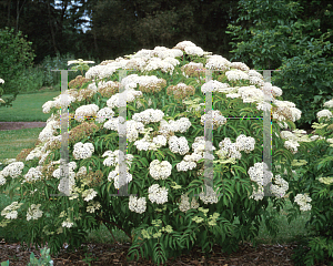 Picture of Sambucus canadensis 