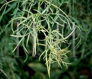 Picture of Sambucus racemosa 'Tenuifolia'