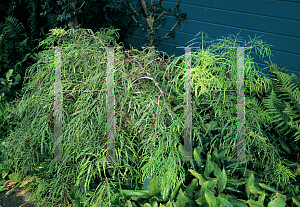 Picture of Sambucus racemosa 'Tenuifolia'