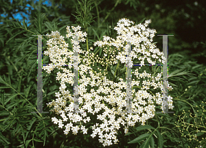 Picture of Sambucus nigra 'Laciniata'