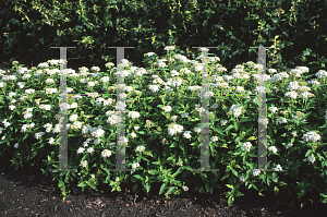 Picture of Spiraea decumbens 