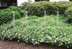 Picture of Spiraea decumbens 