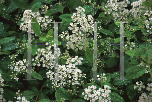 Picture of Spiraea decumbens 