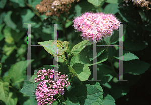 Picture of Spiraea splendens 