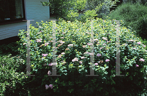 Picture of Spiraea splendens 