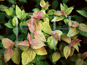 Picture of Spiraea japonica 'Macrophylla'