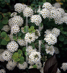 Picture of Spiraea trilobata 'Swan Lake'