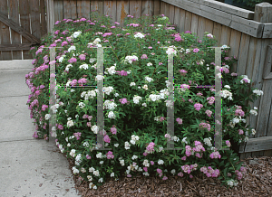 Picture of Spiraea japonica 'Shirobana'