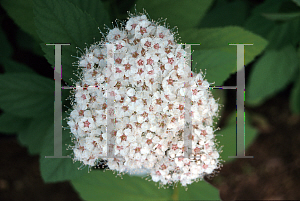 Picture of Spiraea fritschiana 