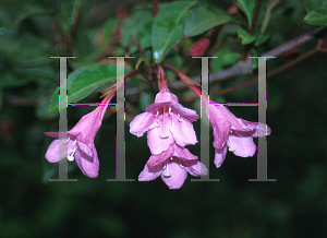 Picture of Weigela florida 'Pink Princess'