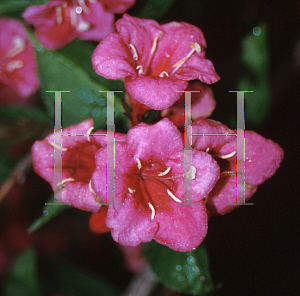 Picture of Weigela florida 'Bristol Ruby'