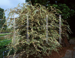 Picture of Zelkova serrata 'Variegata'