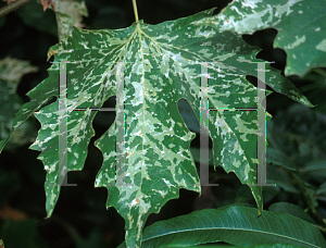 Picture of Platanus x acerifolia 'Sutternii'