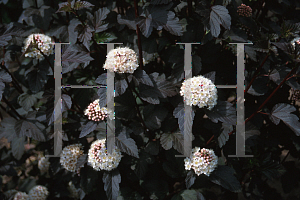 Picture of Physocarpus opulifolius 'Monlo(Diabolo)'