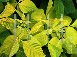 Picture of Ptelea trifoliata 'Aurea'
