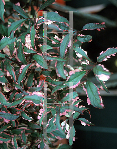 Picture of Prunus cerasifera 'Hessei'
