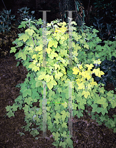 Picture of Ribes sanguineum 'Brocklebankii'