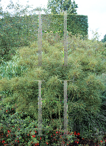Picture of Rhamnus frangulus 'Asplenifolia'