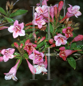 Picture of Weigela florida 'Teline'