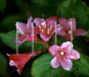 Picture of Weigela florida 'Abel Carriere'