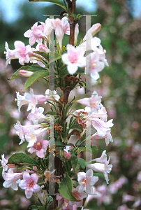 Picture of Weigela florida 'Boskoop Glory'