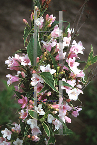 Picture of Weigela florida 'Susanne'