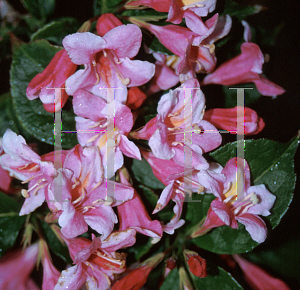 Picture of Weigela florida 'Rosea'