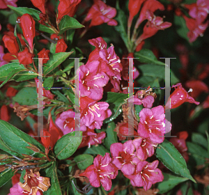 Picture of Weigela florida 'Eva Supreme'