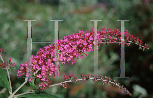 Picture of Buddleia davidii 'Pink Spread'