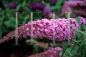 Picture of Buddleia davidii 'Pink Delight'