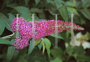 Picture of Buddleia davidii 'Summer Beauty'