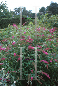 Picture of Buddleia davidii 'Summer Rose'