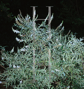 Picture of Buddleia davidii 'White Harlequin'