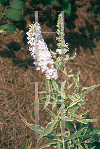 Picture of Buddleia davidii 'White Harlequin'