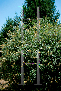 Picture of Buddleia x weyeriana 'Honeycomb'