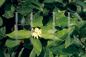 Picture of Calycanthus floridus 'Athens'