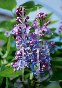 Picture of Syringa x 'Prairie Petite'