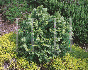 Picture of Thuja plicata 'Grune Kogel'