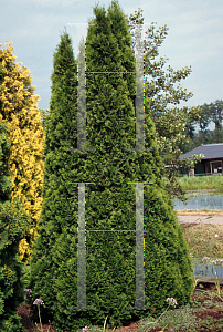 Picture of Thuja occidentalis 'Smaragd (Emerald)'