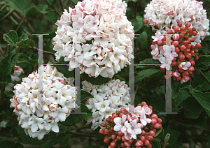 Picture of Viburnum x carlcephalum 'Cayuga'