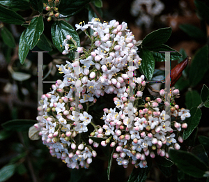 Picture of Viburnum x burkwoodii 'Conoy'