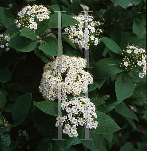 Picture of Viburnum lantana 'Emerald Triumph'