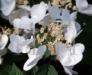 Picture of Viburnum plicatum f. tomentosum 'Wantanabei'