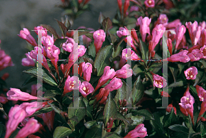 Picture of Weigela florida 'Victoria'