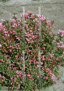 Picture of Weigela florida 'Victoria'