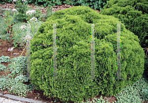 Picture of Thuja occidentalis 'Danica'