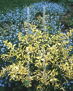 Picture of Euonymus fortunei 'Interbolwi (Blondy)'
